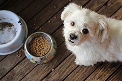 Featured Post Image - В России призвали изъять из продажи корма для животных Hill’s и Farminа